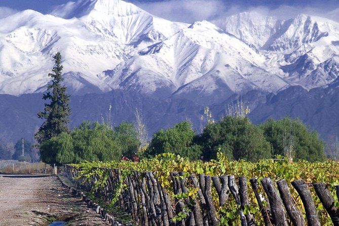 Small-Group Half Day Tour to Concha y Toro Winery - Why Maipo Alto Works So Well as a Half-Day Trip