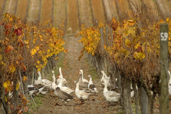 Small-Group Tour at Matetic Vineyard in Rosario Valley from Santiago - Why Matetic makes a good Santiago day trip