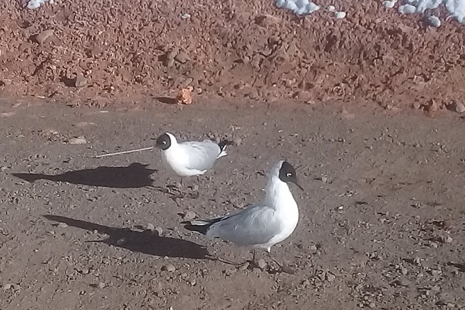 Tatio Geysers - Why the Tatio Geysers require a 4:30 am start
