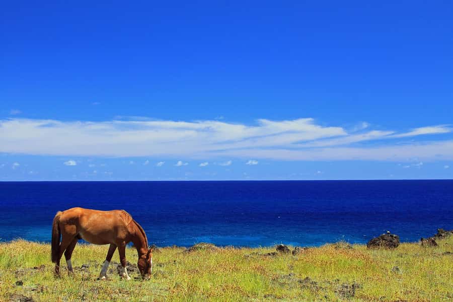 Terevaka Horse Excursion: The highest point and 360° view. - Meeting the horses and getting ready to ride