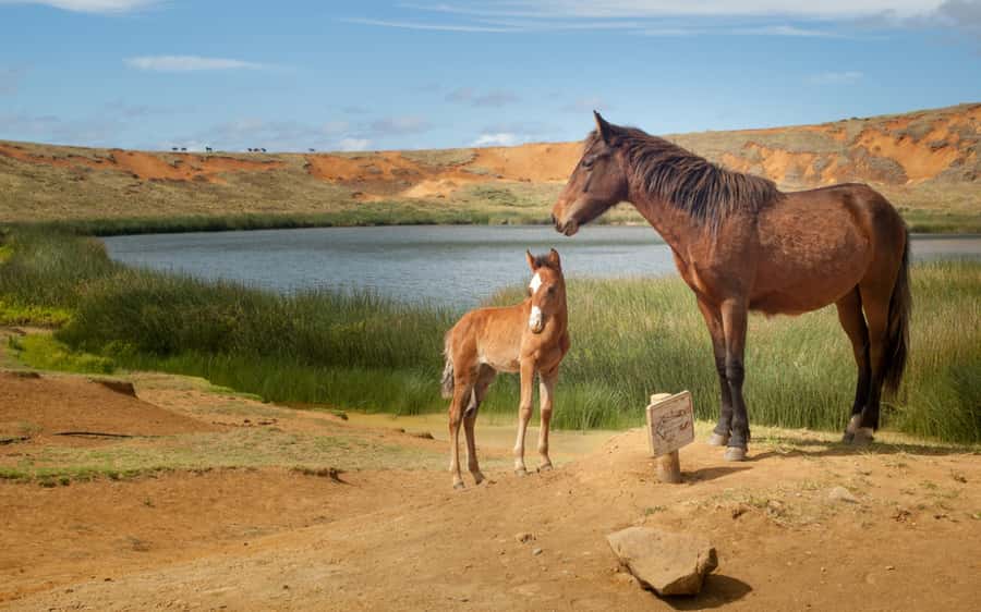 Terevaka Horse Excursion: The highest point and 360° view. - Riding across Rapa Nui’s open countryside