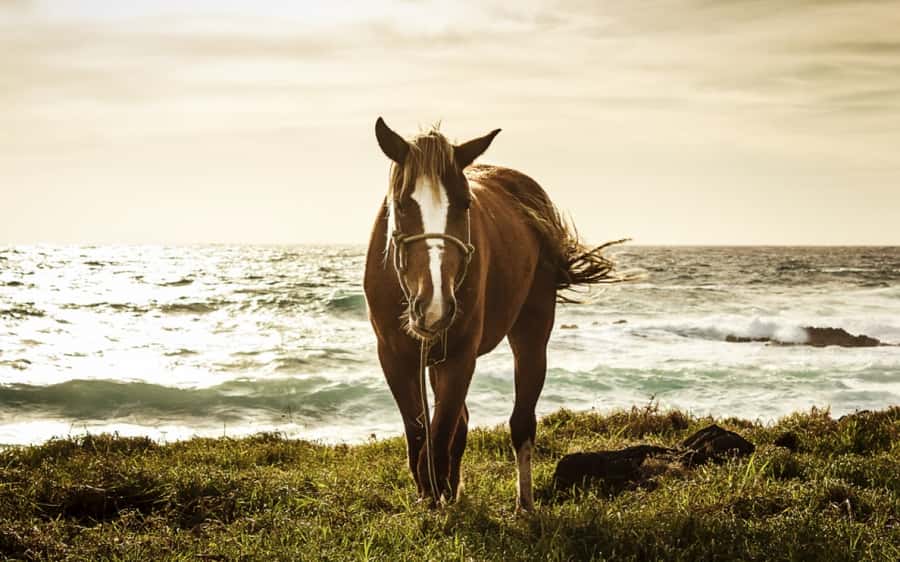 Terevaka Horse Excursion: The highest point and 360° view. - What the feedback tells you about the ride