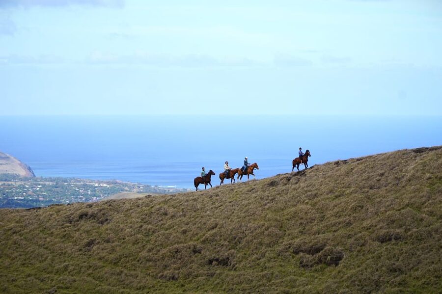 Terevaka Mount: Morning Horseback Riding & Planting Tour - Meeting the horses if you have never ridden