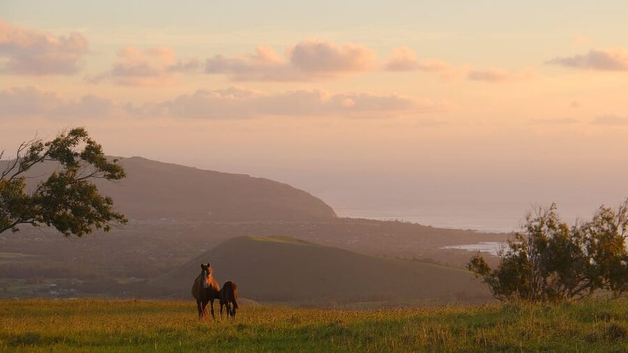 Terevaka Mount: Morning Horseback Riding & Planting Tour - Who will enjoy this ride most?