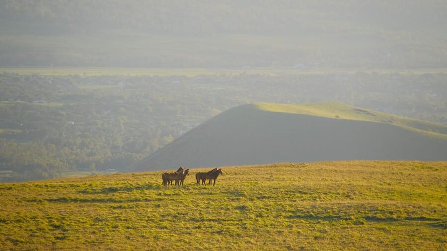 Terevaka Mount: Morning Horseback Riding & Planting Tour - Practical tips for a smoother morning