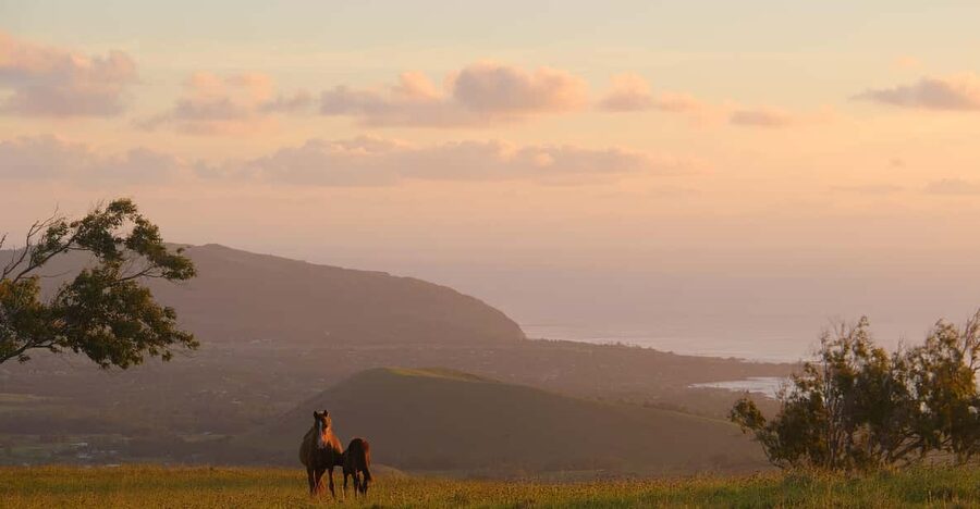 Terevaka Mount: Morning Horseback Riding & Planting Tour - From Hangaroa to the Vaitea ranch