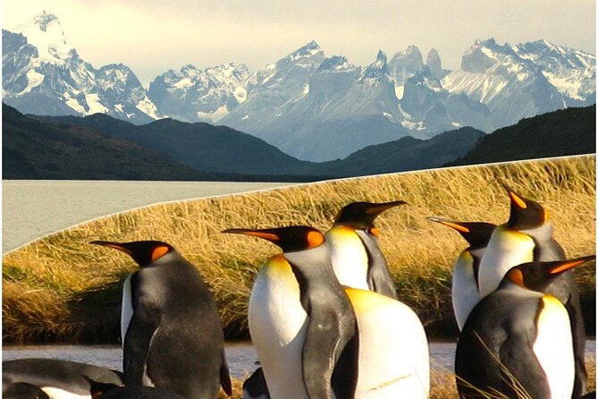 Torres del Paine & Tierra del Fuego ( king penguis) - Grey Lake and the short walk through lenga forest