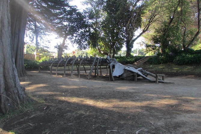 Tour around Biobío River Estuary & Pedro del Río Zañartu Museum - The museum’s nineteenth-century rooms and travel collection