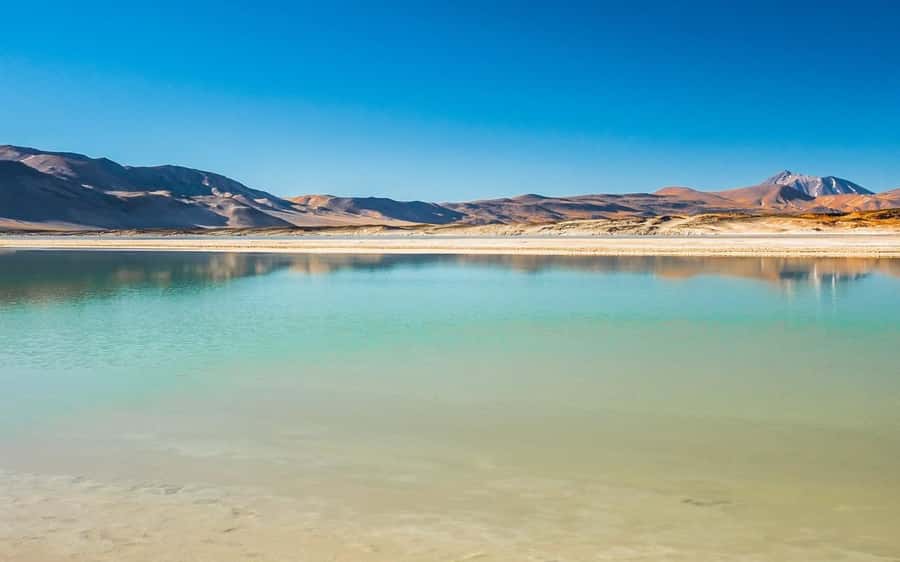 Tour Piedras Rojas + Altiplanic Lagoons + Chaxa Lagoon - Chaxa Lagoon and the salt-flat birds