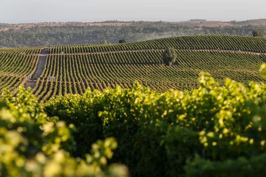 Tour VIÑA CONCHA Y TORO + CASA MARQUES - Chile, from Santiago. - Key points to know before booking