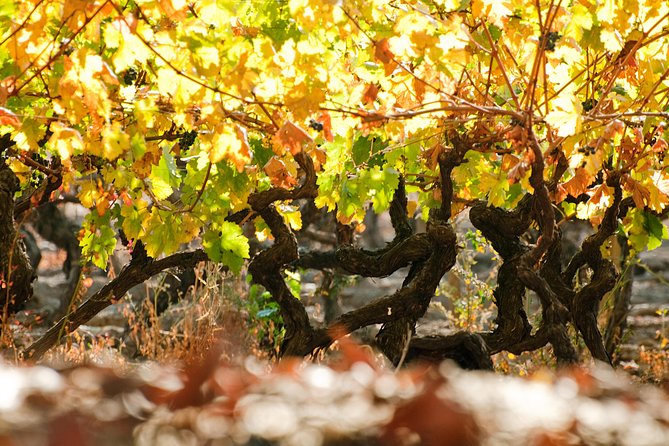Traditional Wine Tour in Viña Cousiño Macul Official English - Why Viña Cousiño Macul works well from Santiago