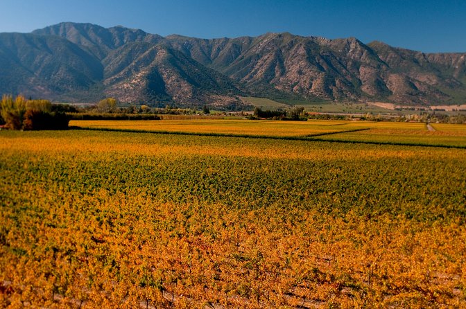 Traditional Wine Tour in Viña Cousiño Macul Official English - The wine tasting: three wines, with a package detail to check