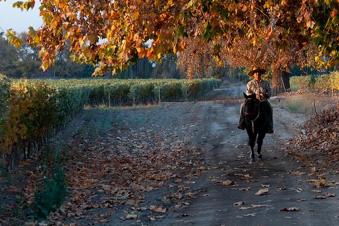 Traditional Wine Tour in Viña Cousiño Macul Official English - Is $26 a fair price?