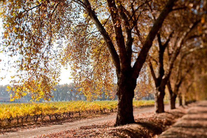 Traditional Wine Tour in Viña Cousiño Macul Official English - Who should book this winery visit?