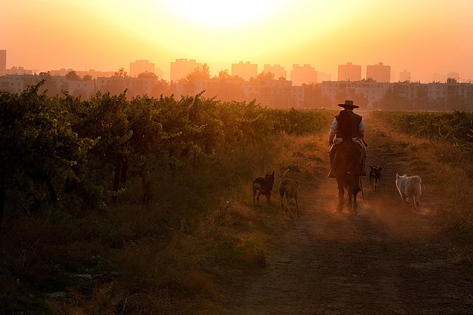 Traditional Wine Tour in Viña Cousiño Macul Official English - Walking through the cellars and grounds
