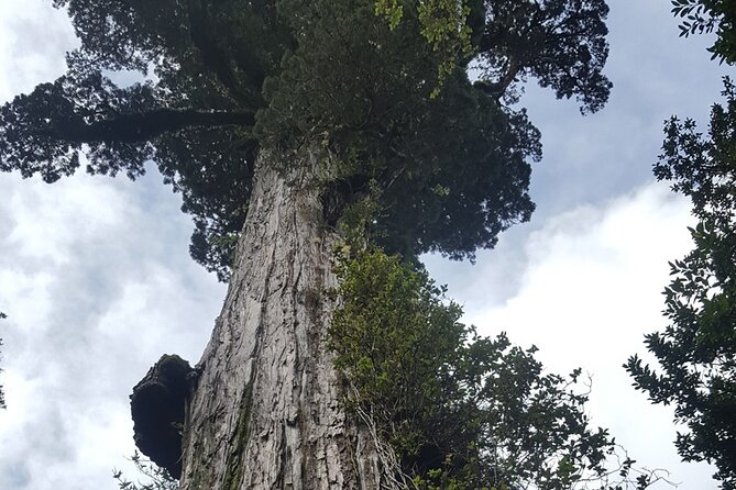 Trekking Alerce Andino National Park in Puerto Varas - What the price of $100.87 includes