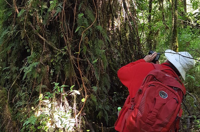 Trekking Alerce Andino National Park in Puerto Varas - Who will enjoy this walk most