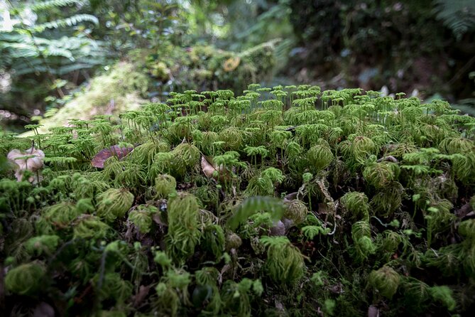 Trekking Alerce Andino National Park in Puerto Varas - Leaving Puerto Varas around 8:30 or 9 a.m.