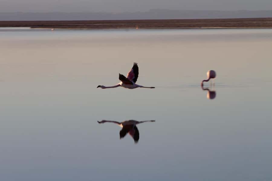 Triple Tour: Piedras Rojas + Altiplanic Lagoons + Chaxa Lagoon - Piedras Rojas at 3,800 meters