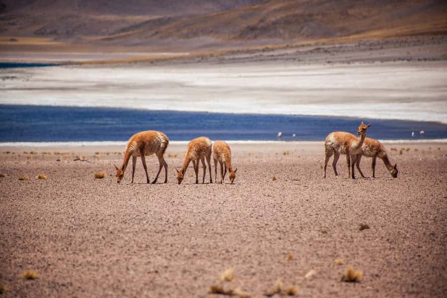 Triple Tour: Piedras Rojas + Altiplanic Lagoons + Chaxa Lagoon - Miscanti and Miñiques, two high Andean lagoons