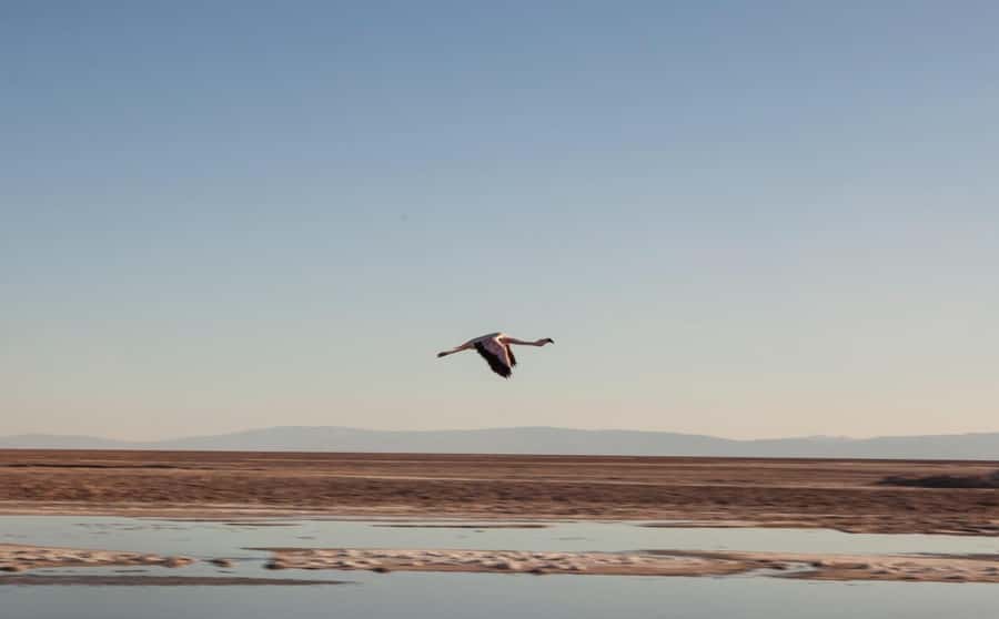 Triple Tour: Piedras Rojas + Altiplanic Lagoons + Chaxa Lagoon - Is $135 a fair price?