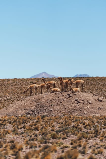 Triple tour: Red stones, highland lagoons and Chaxa Lagoon - What the small-group format feels like