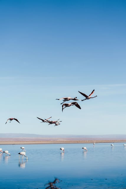 Triple tour: Red stones, highland lagoons and Chaxa Lagoon - Miscanti and Miñiques, the quiet high-altitude lagoons