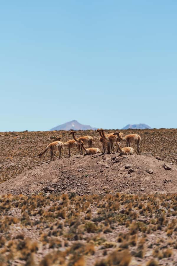 Triple tour: Red stones, highland lagoons and Chaxa Lagoon - Lunch in a natural setting
