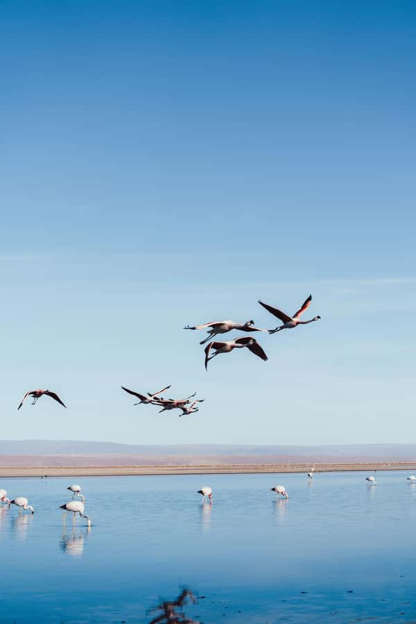 Triple tour: Red stones, highland lagoons and Chaxa Lagoon - Chaxa Lagoon and the search for flamingos