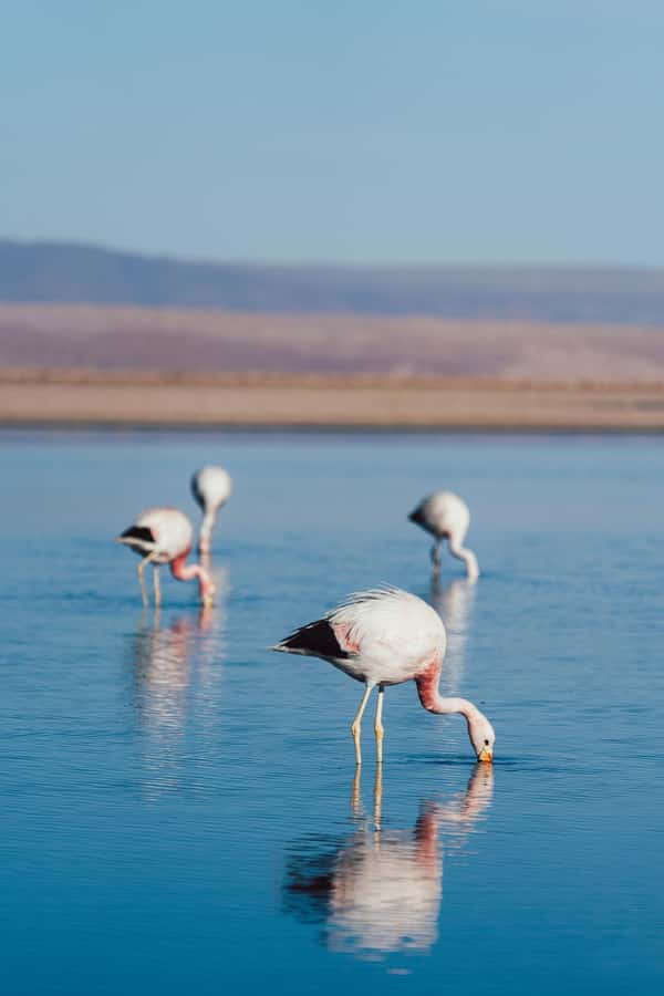 Triple tour: Red stones, highland lagoons and Chaxa Lagoon - The early pickup and open-air breakfast