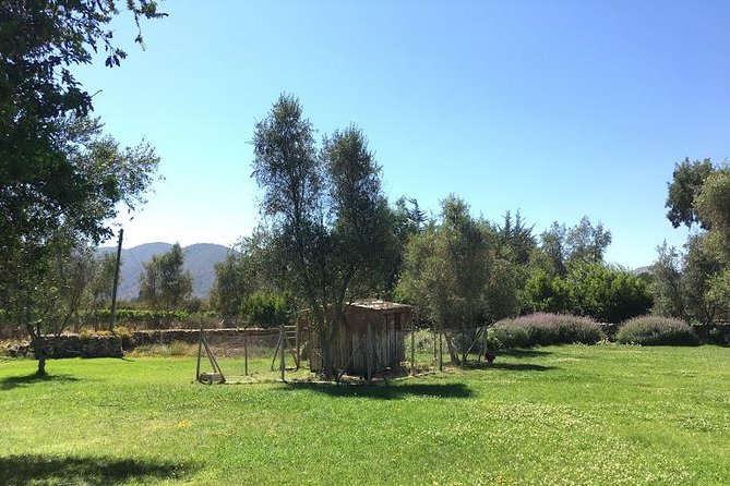 Valley of Casablanca - A Private Ride From Santiago At 7:00 am