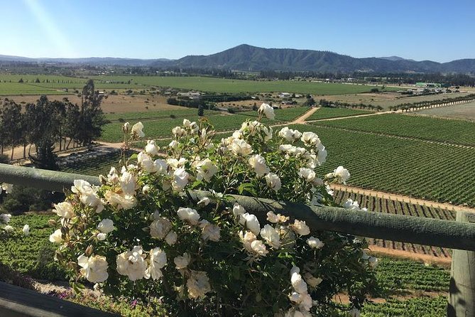Valley of Casablanca - A Hilltop Winery With Two Tastings