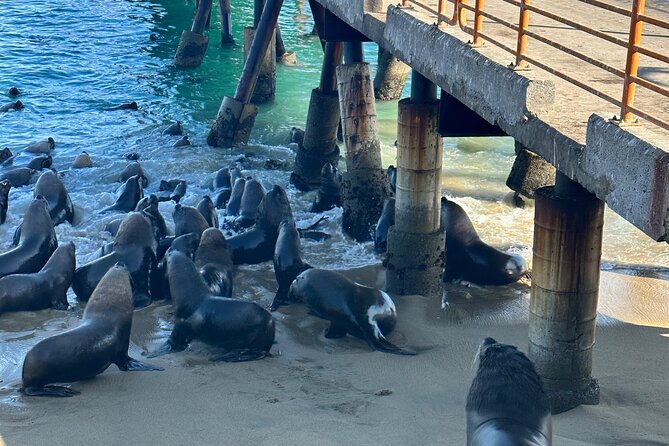Valparaiso, Viña del M, Vineyard testing, Sea lions, Boat ride - Caleta Portales and the sea-lion colony