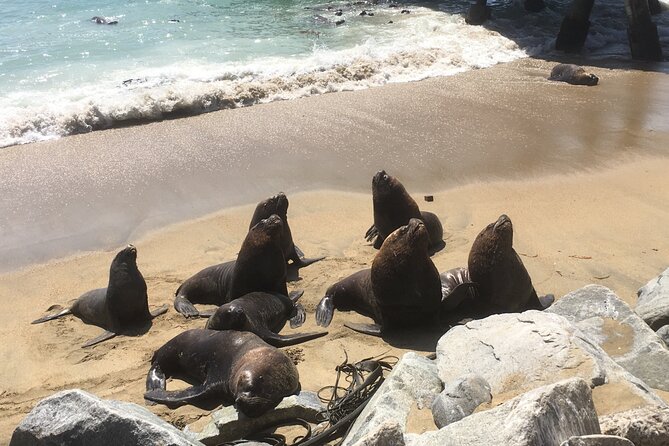 Valparaiso, Viña del M, Vineyard testing, Sea lions, Boat ride - Is $250 a fair price?
