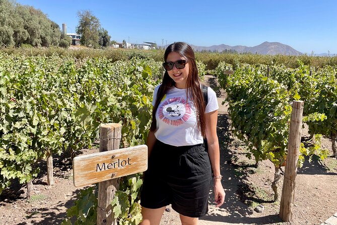 Viña Concha and Toro Tour (half day) - What the positive feedback tells you