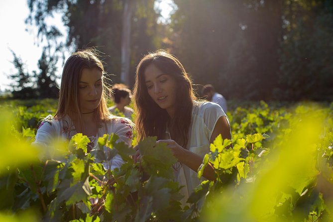 Visita Guiada Premium Centro del Vino Concha y Toro - Is $55 a Fair Price?