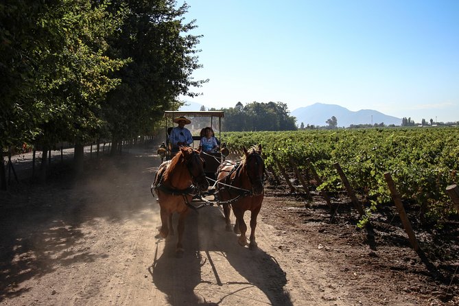 Viu Manent and Montes Winery, Colchagua Valley from semi-private - Viu Manent: five wines and a carriage ride
