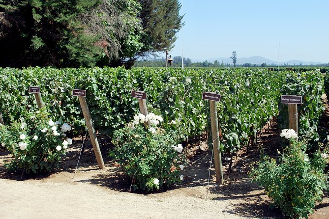 Viu Manent and Montes Winery, Colchagua Valley from semi-private - The drive through the Colchagua wine route