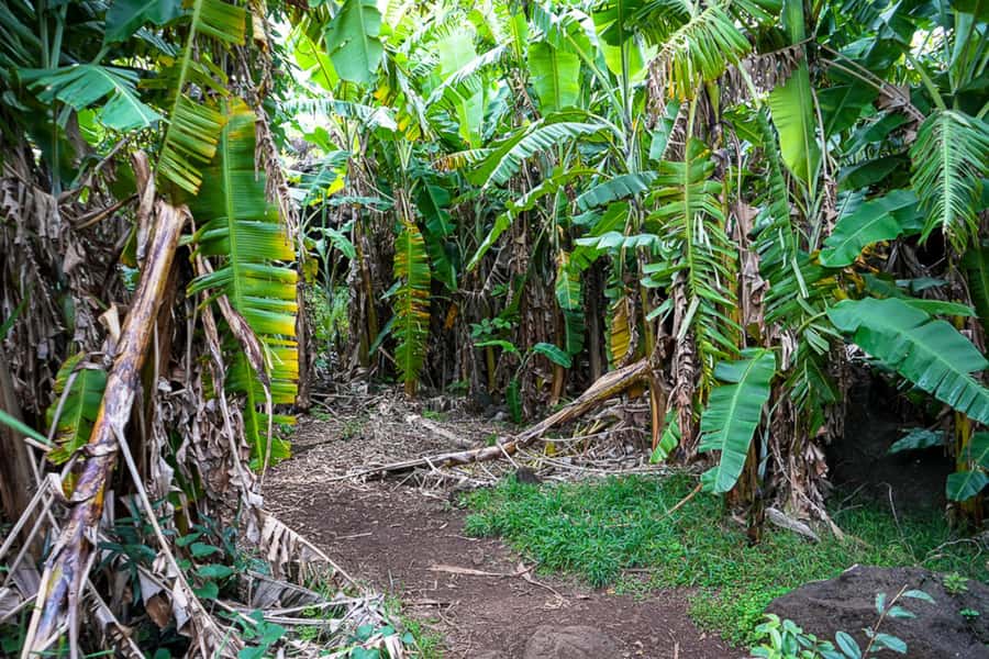 Volcanic Refuges: Excursion to Underground Civilization - Why the caves matter on Rapa Nui