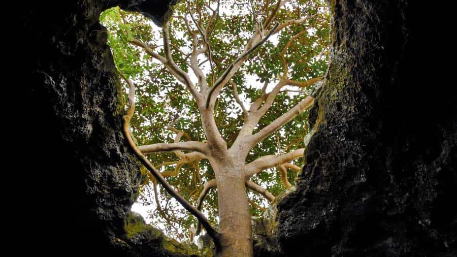 Volcanic Refuges: Excursion to Underground Civilization - Puna Pau adds the island’s red stone story