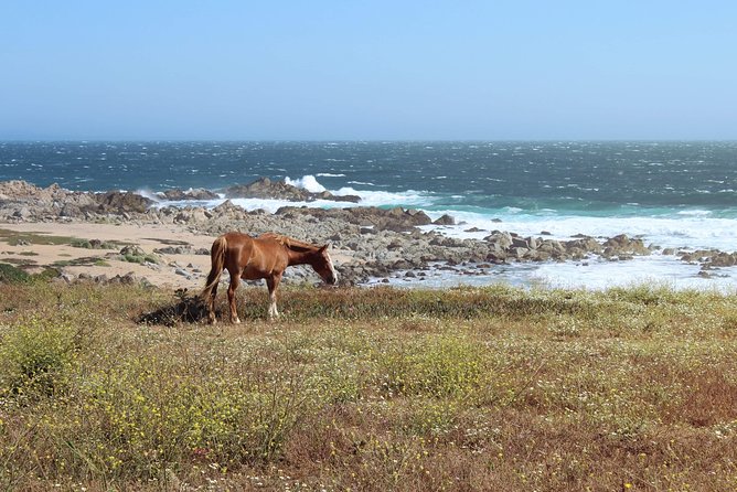wetravelneruda’s route - Pablo Neruda’s route - Private tour - What the guide adds to the day