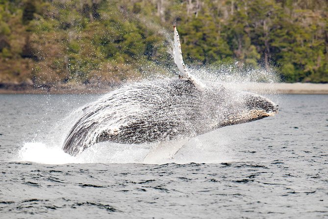 Whale and Glacier Watching from Punta Arenas Francisco Coloane Park - Key points to know before booking