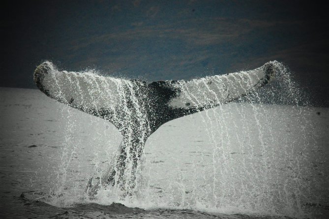 Whale and Glacier Watching from Punta Arenas Francisco Coloane Park - Why this Punta Arenas trip is special
