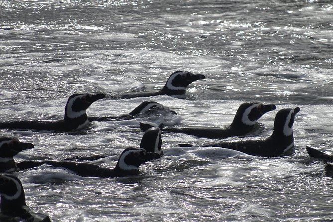Whale and Glacier Watching from Punta Arenas Francisco Coloane Park - What the crew and boat add to the day