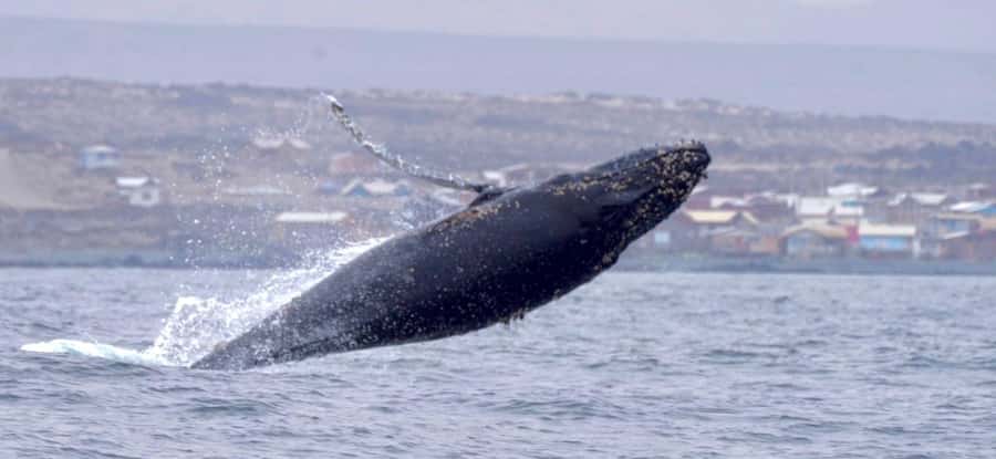 Whales & Humboldt Penguins: Chañaral or Damas island hiking - From La Serena to Punta Teatinos in five minutes
