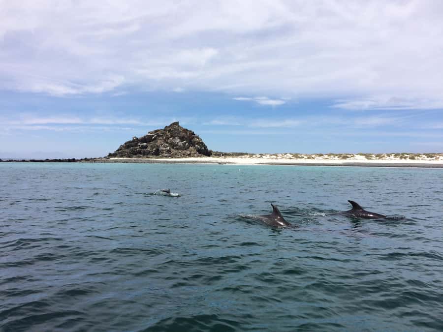 Whales & Humboldt Penguins: Chañaral or Damas island hiking - Punta de Choros: safety first, then open water