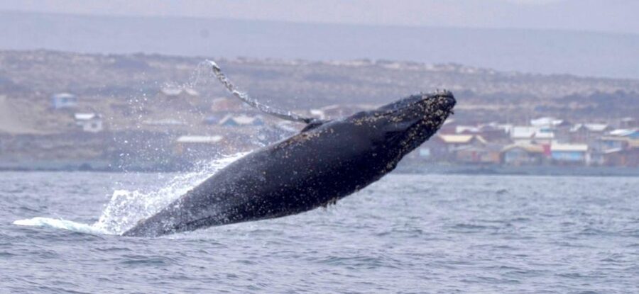 Whales & Humboldt Penguins: Chañaral or Damas island hiking - Isla Damas: beaches, cactus, and a short walk