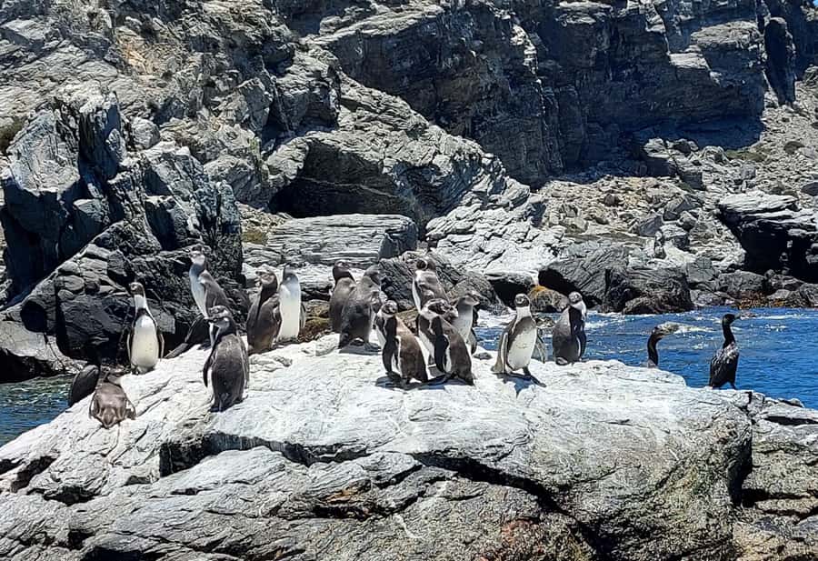 Whales & Humboldt Penguins: Chañaral or Damas island hiking - Juan Soldado and Caleta Los Hornos: stories by the roadside
