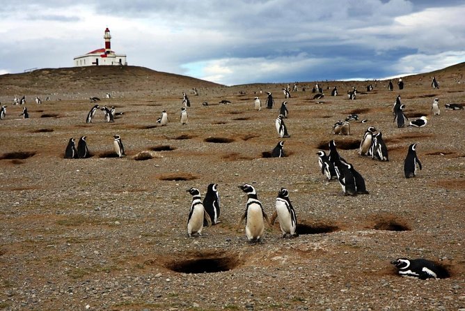 Whales, Penguins & Glaciers Navigation From Punta Arenas - Key points to know before booking
