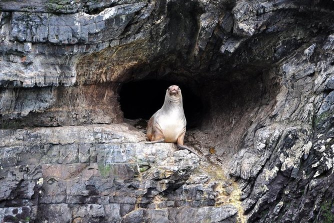 Whales, Penguins & Glaciers Navigation From Punta Arenas - Cape Froward and the edge of the continent